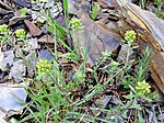 Alyssum den granatenige Habitus 2010-3-21 SierraMadrona.jpg