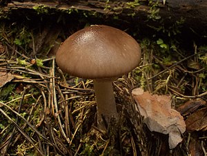 Amanita porphyria Alb. & Schwein 355243 2013-08-06 (cropped).jpg