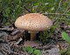 Amanita rubescens (2).JPG