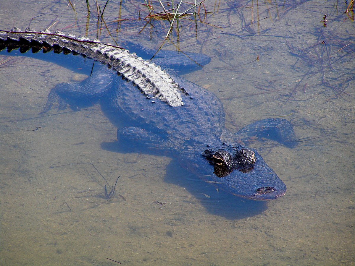 Crocodile - Vikidia, l'encyclopédie des 8-13 ans