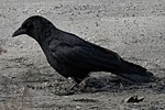 Thumbnail for File:American Crow (Corvus brachyrhynchos) - Kitchener, Ontario 2019-03-27 (01).jpg