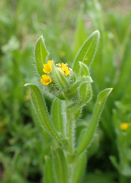 File:Amsinckia calycina kz02.jpg