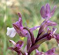 Anacamptis morio subsp. syriaca Turkey - Hatay province Samandağ