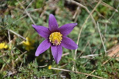 Anemone pulsatilla.jpg