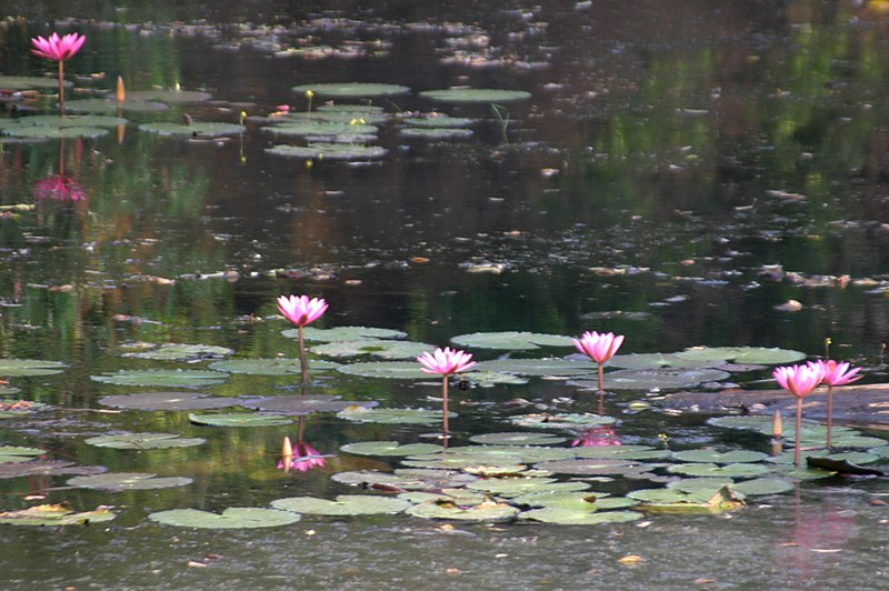 File:Angkor-Preah Khan-16-Seerosenteich-2007-gje.jpg