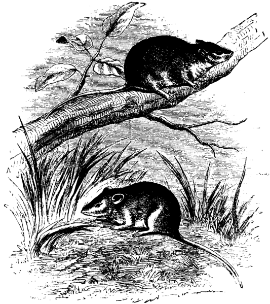 File:Antechinus Mus Mivart.png