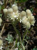 Thumbnail for Antennaria parvifolia