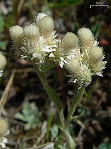 Antennaria parvifolia.jpg