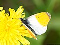 Anthocharis cardamines (Linnaeus, 1758)