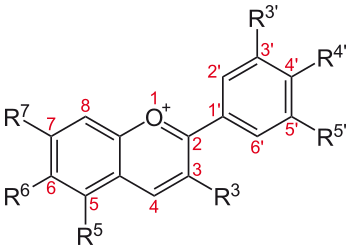 File:Anthocyanidine.svg