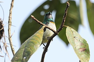 <span class="mw-page-title-main">Grey-chinned sunbird</span> Species of bird