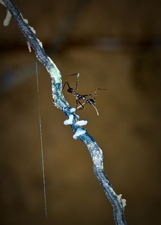 Ant guard of a Parischnogaster Jacobsoni nest. Ants guard David Baracchi.jpg