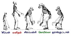 Ape skeletons tamil.jpg