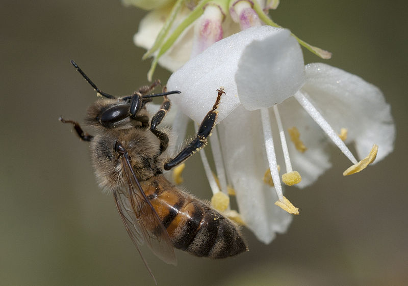 File:Apis mellifera - Honeybee 01.jpg