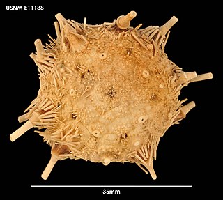 <i>Aporocidaris</i> Genus of sea urchins