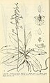 Ponthieva racemosa Fig. 370 page 722 in: D.S.Correll & H.B.Correll: Aquatic and wetland plants of southwestern United States (Orchidaceae) Washington (1972)