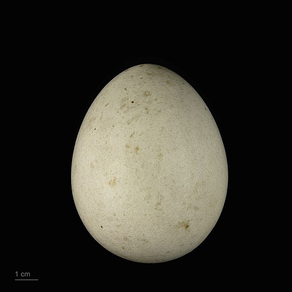 File:Aquila heliaca MHNT.ZOO.2010.11.93.3.jpg