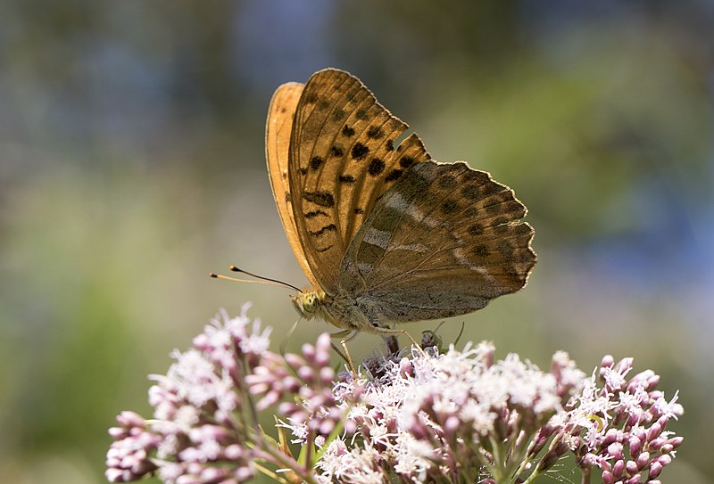 File:Argynnis paphia - Silver-washed fritillary, Giresun 2018-08-18 5.jpg