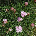 Strand-Grasnelke (Armeria maritima)