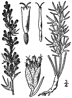 <i>Artemisia carruthii</i> Species of flowering plant