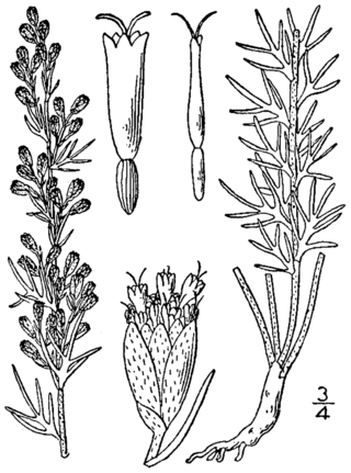 <i>Artemisia carruthii</i> Species of flowering plant