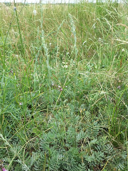 File:Artemisia pancicii sl22.jpg