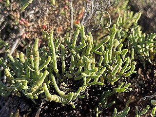 <i>Arthroceras subterminale</i> Species of flowering plant