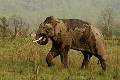 Elefante selvaggio del toro nel parco nazionale