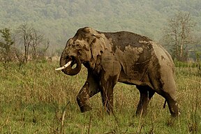 Wilder Elefantenbulle im Nationalpark