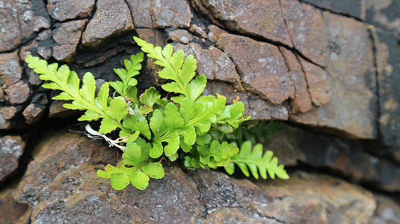 File:Asplenium marinum Dexo 3.jpg