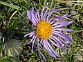 Alpenaster - Aster alpinus