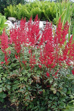 Krydsningen Arends-Pragtspir (Astilbe x arendsii).