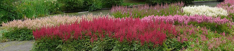 File:Astilbe03.JPG