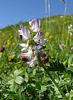 Miniatura para Astragalus alpinus