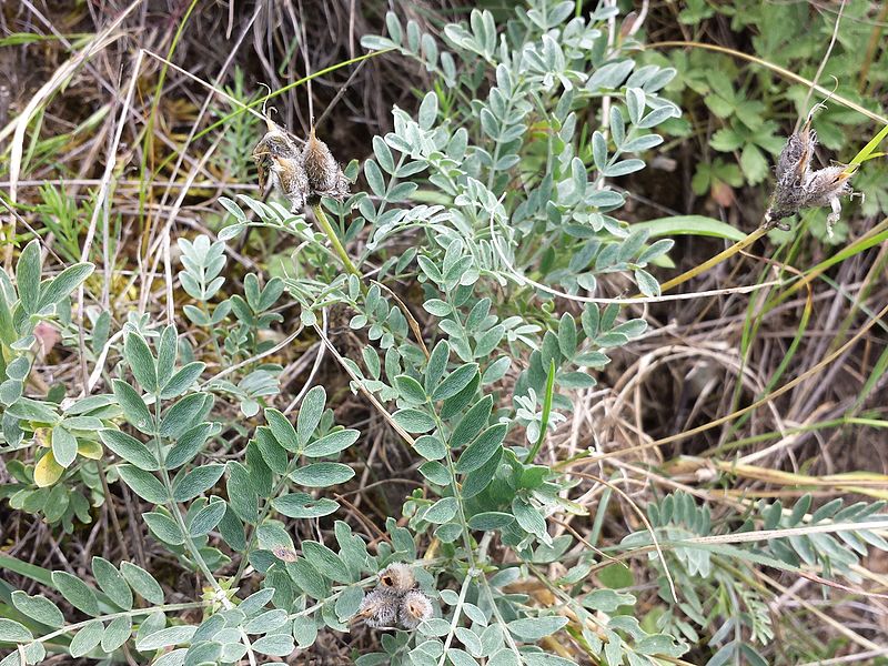 File:Astragalus vesicarius subsp. vesicarius sl11.jpg