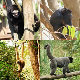 Exemplos de gêneros da família: Ateles (macaco-aranha), Alouatta (bugio), Brachyteles (muriqui), Lagothrix (macaco-barrigudo).