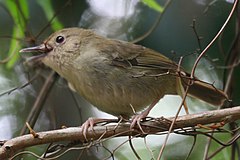 Description de l'image Atherton Scrubwren (Sericornis keri) from front.jpg.