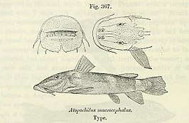 Atopochilus macrocephalus