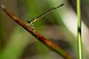 Aurora Bluetail damselfly perched on tall spikerush.