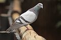 Austin Roberts Bird Sanctuary-062.jpg
