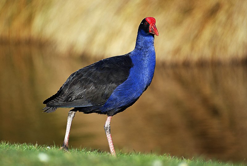 File:Australasian swamphen. (48041463068).jpg