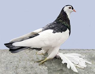 <span class="mw-page-title-main">Australian Saddleback Tumbler</span> Breed of pigeon