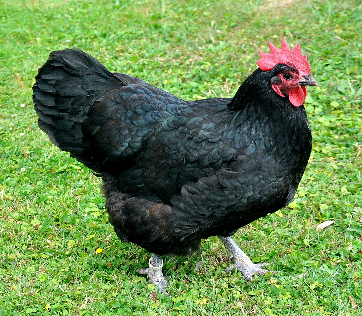 Popular Egg-Laying Breeds in Australia | Coops &amp; Cages ...