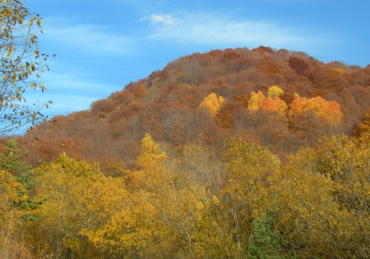 What is the tone of the essay a word for autumn