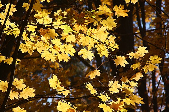 Autumn contre-jour