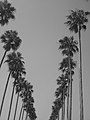 Avenue des palmiers - panoramio.jpg