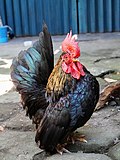 Gambar mini seharga Ayam katai