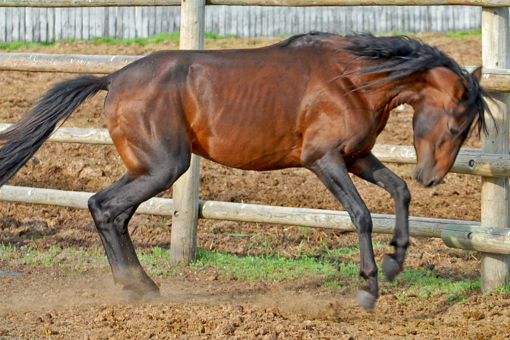 BGD Ranch's Caspians.jpg