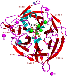 Beta-propeller phytase