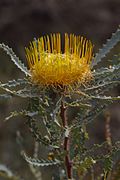 Banksia nobilis